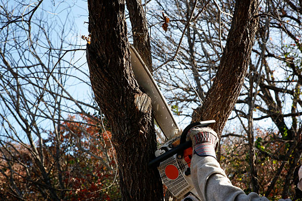 Best Fruit Tree Pruning  in Genoa, OH